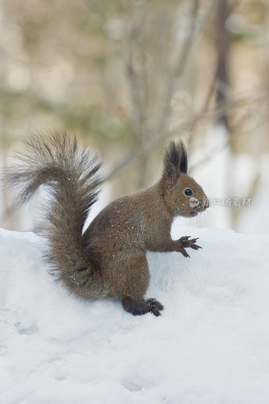 红松鼠，欧亚红松鼠或Ezo红松鼠，Sciurus vulgaris，是树松鼠的一种。红松鼠是一种栖息在树上的杂食性啮齿动物，在欧亚大陆很常见。北海道岛的亚种是东方体。Kussh湖附近